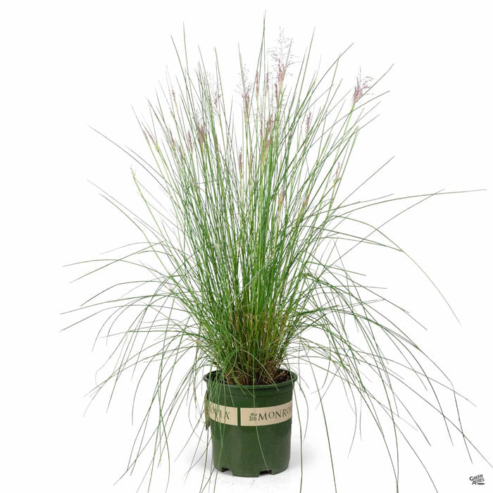 Pink Muhly Grass 'Plumetastic' 2 gallon Monrovia