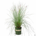 Pink Muhly Grass 'Plumetastic' 2 gallon Monrovia