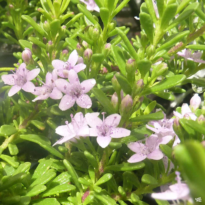 Myoporum Pink