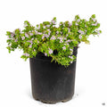 Myoporum Pink 1 gallon