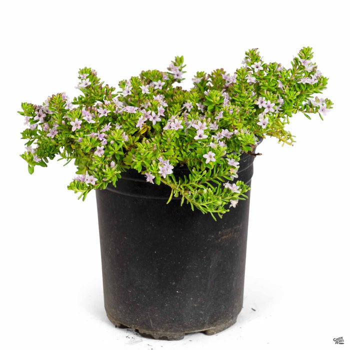 Myoporum Pink 1 gallon