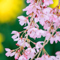 Pink Weeping Cherry