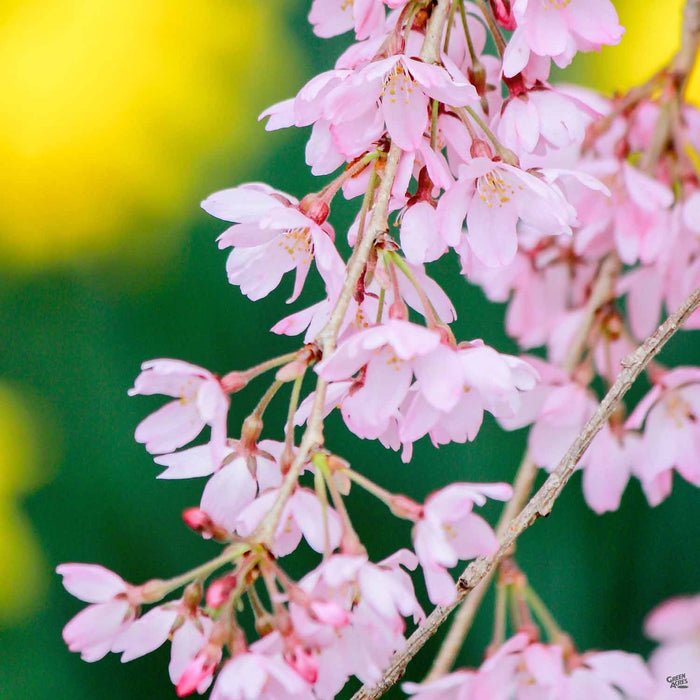 Pink Weeping Cherry