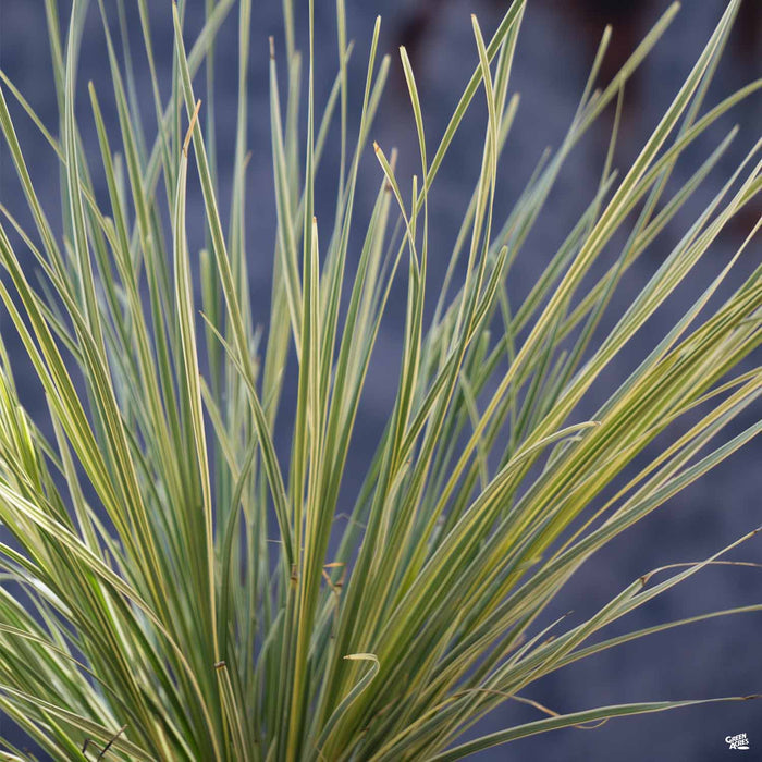 Lomandra 'Platinum Beauty'