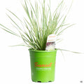 Lomandra 'Platinum Beauty' 1 gal Sunset Western Garden Collection