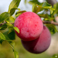 Methley Plum
