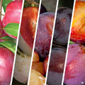 Plum MultiGraft Combo