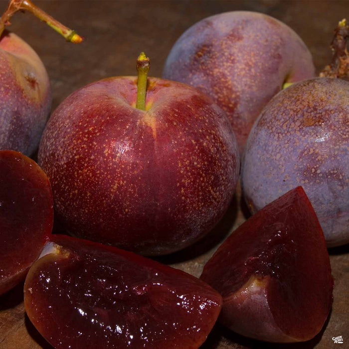 Plum 'Satsuma'