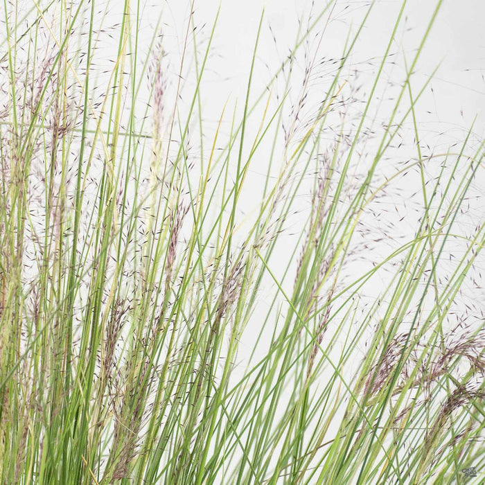 Pink Muhly Grass 'Plumetastic' Close Up