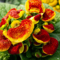 Calceolaria Blooms