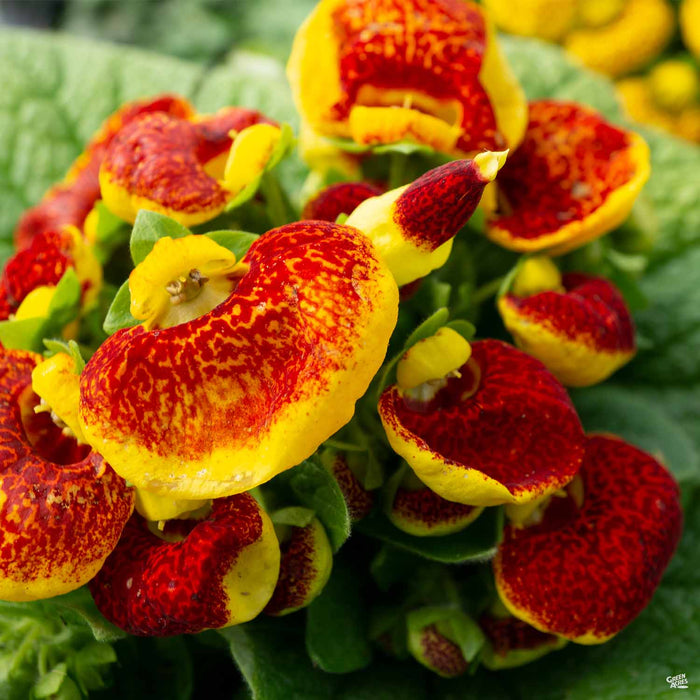 Calceolaria Blooms