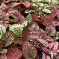 Polka Dot Plant Variety