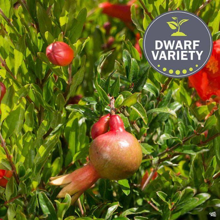 Dwarf Pomegranate