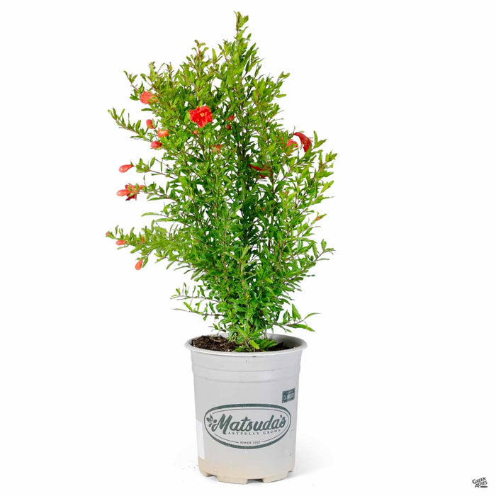 Dwarf Pomegranate 1 gallon Matsudas