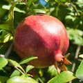 Pomegranate Texas Pink