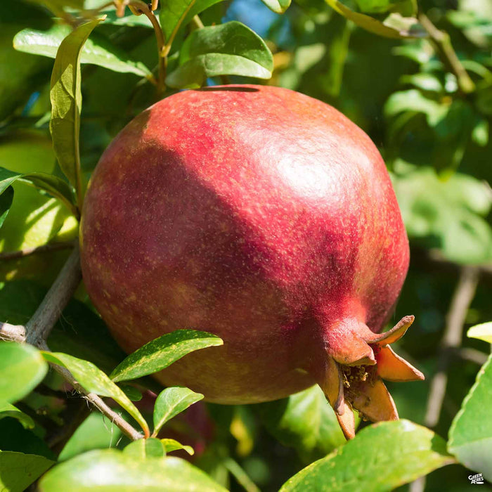 Pomegranate Texas Pink