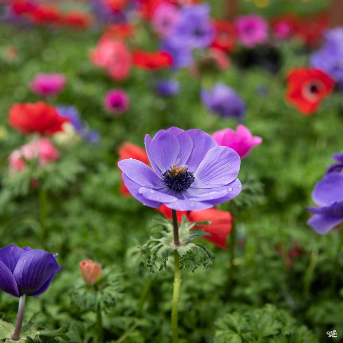 Poppy-Flowered Anemones