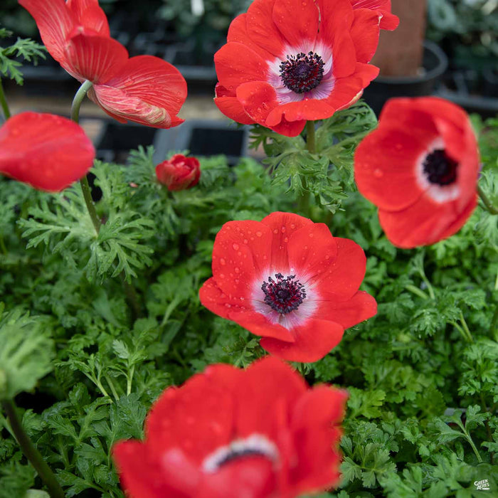 Poppy-Flowered Anemones
