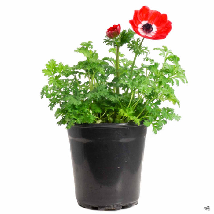 Poppy-Flowered Anemone in 1 gallon