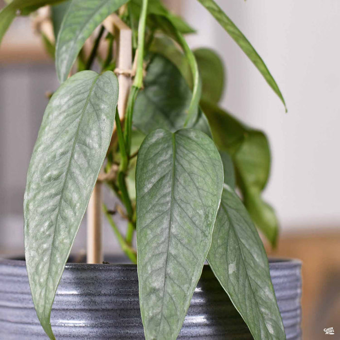 Pothos Cebu Blue
