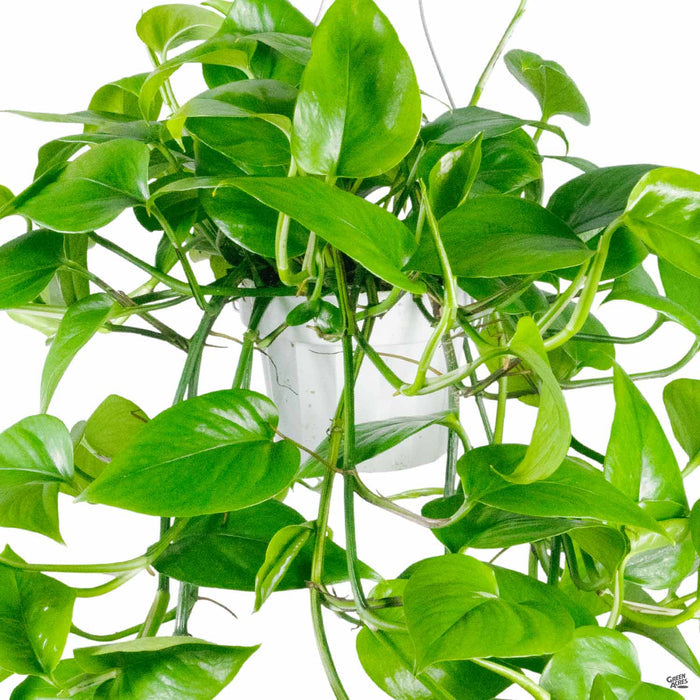 Pothos Green Jade