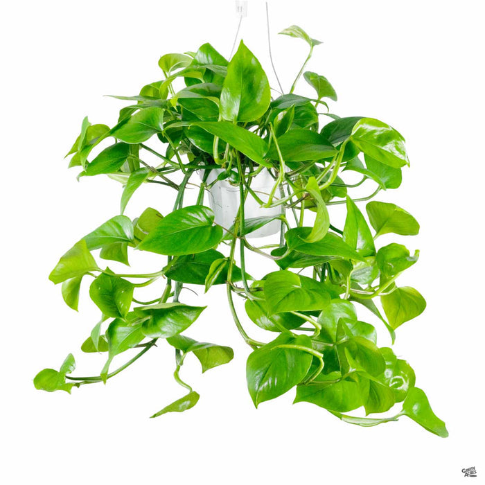 Pothos Green Jade 6 inch hanging pot