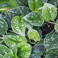 Pothos 'Marble Queen'