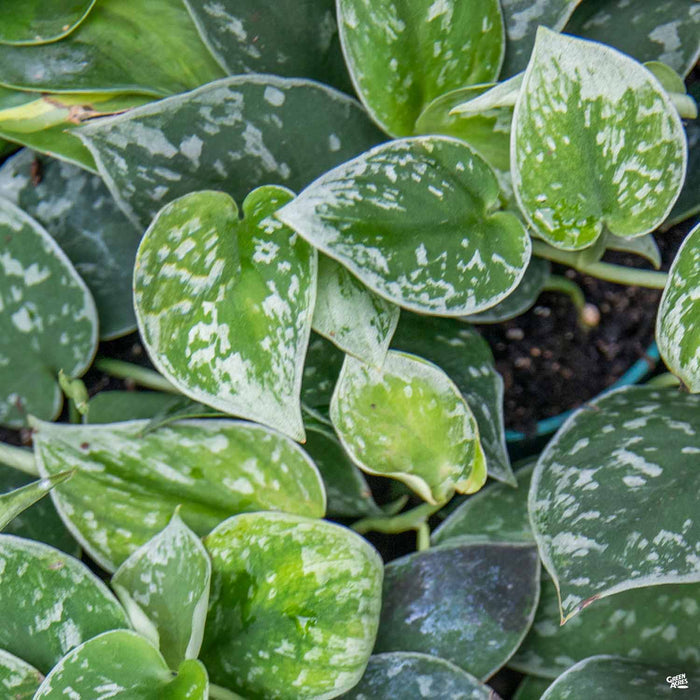 Pothos 'Marble Queen'