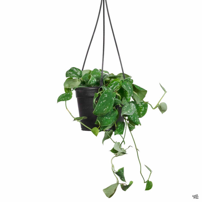 Pothos 'Marble Queen' 6 inch Hanging Basket