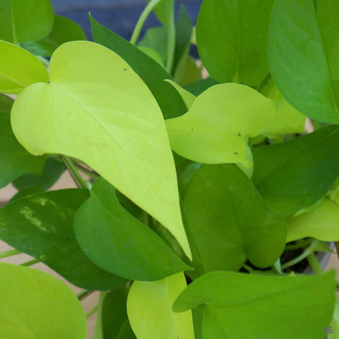 Pothos 'Neon'