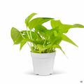 Pothos 'Neon' 4 inch