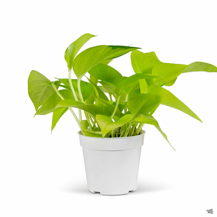 Pothos 'Neon' 4 inch