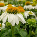 PowWow White Coneflower