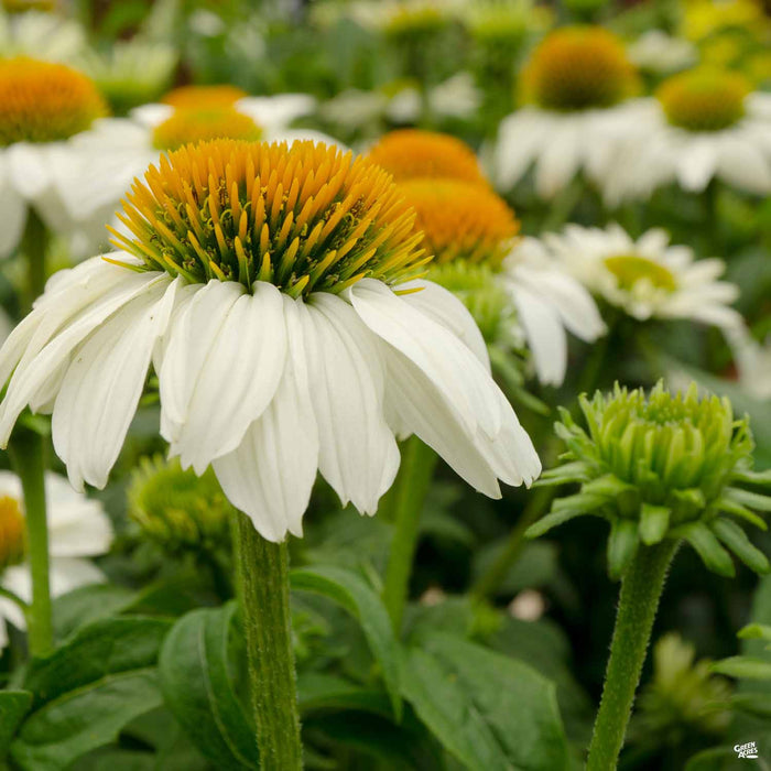 PowWow White Coneflower