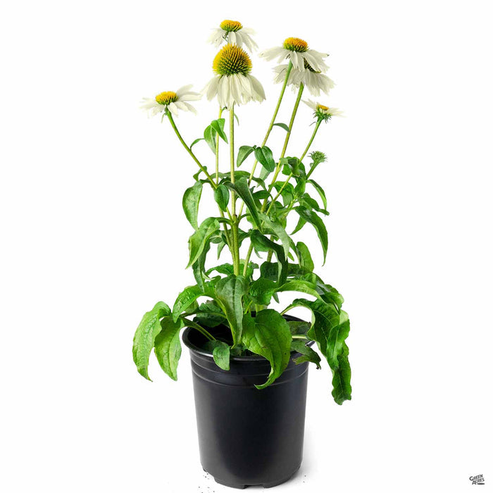 PowWow White Coneflower 1 gallon