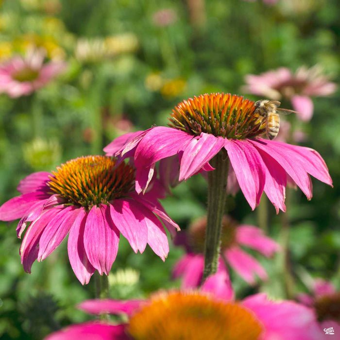 Cone Flower PowWow Wild Berry