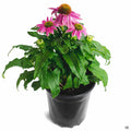 Cone Flower PowWow Wild Berry 1 gallon