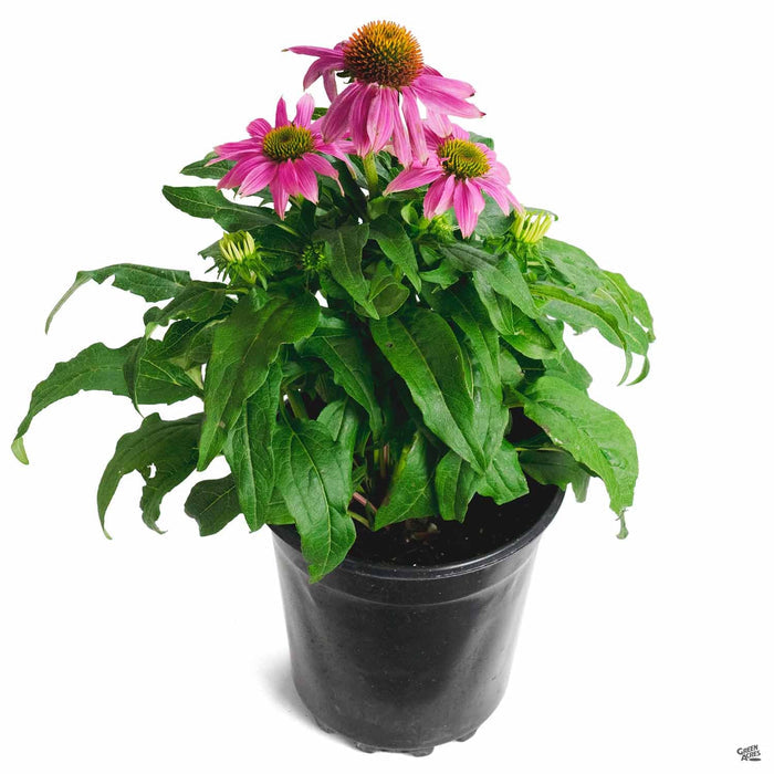 Cone Flower PowWow Wild Berry 1 gallon