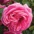 Pretty In Pink Eden Climbing Rose