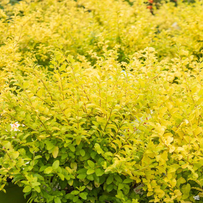 Privet 'Sunshine'