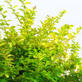 Privet 'Sunshine'