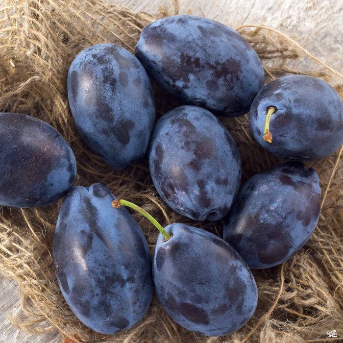 Prune 'French Improved'
