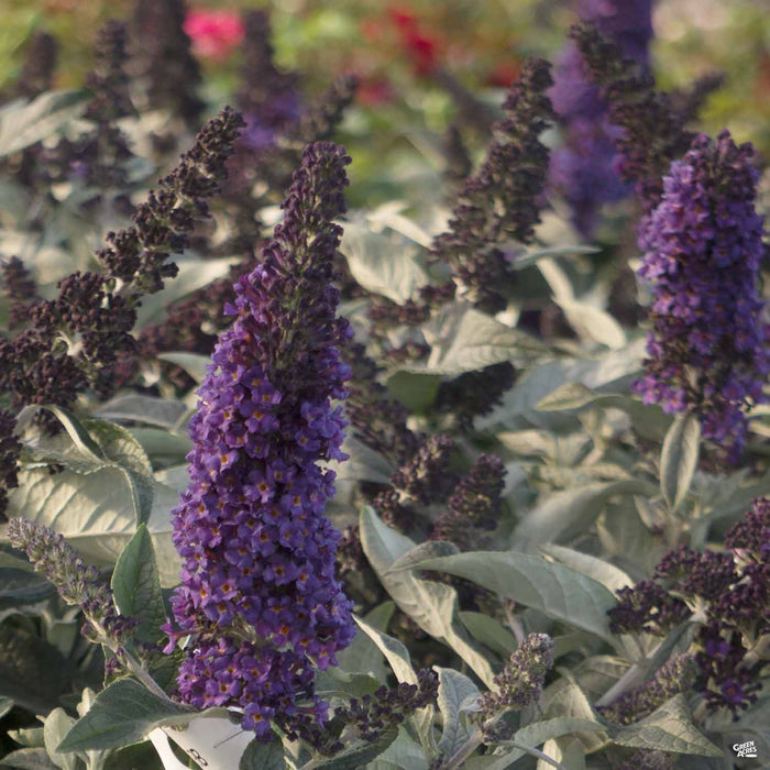Pugster Blue Butterfly Bush