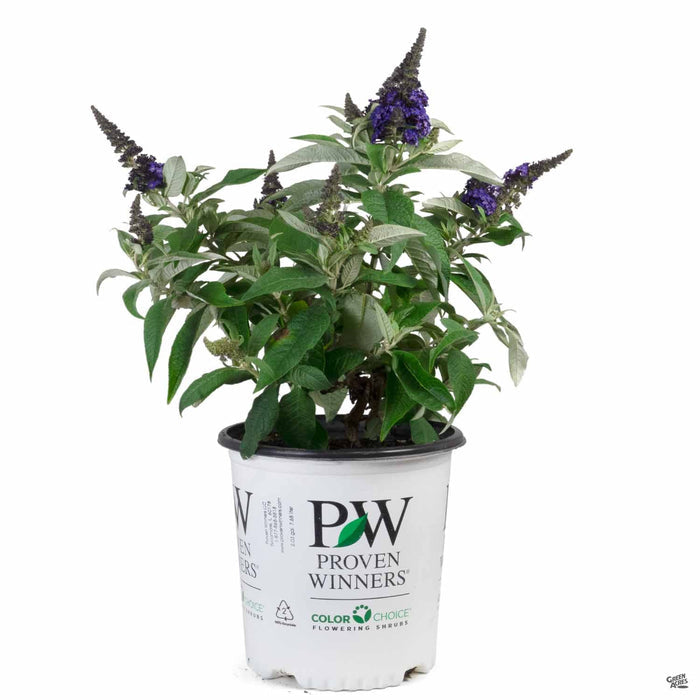 Pugster Blue Butterfly Bush 02T
