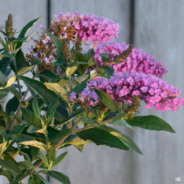 Pugster Periwinkle Butterfly Bush