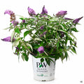 Pugster Periwinkle Butterfly Bush 02T Proven Winners