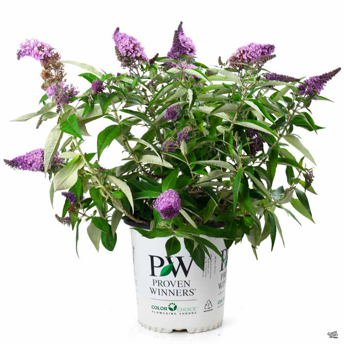 Pugster Periwinkle Butterfly Bush 02T Proven Winners