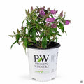 Butterfly Bush Pugster Pinker 02T Proven Winners