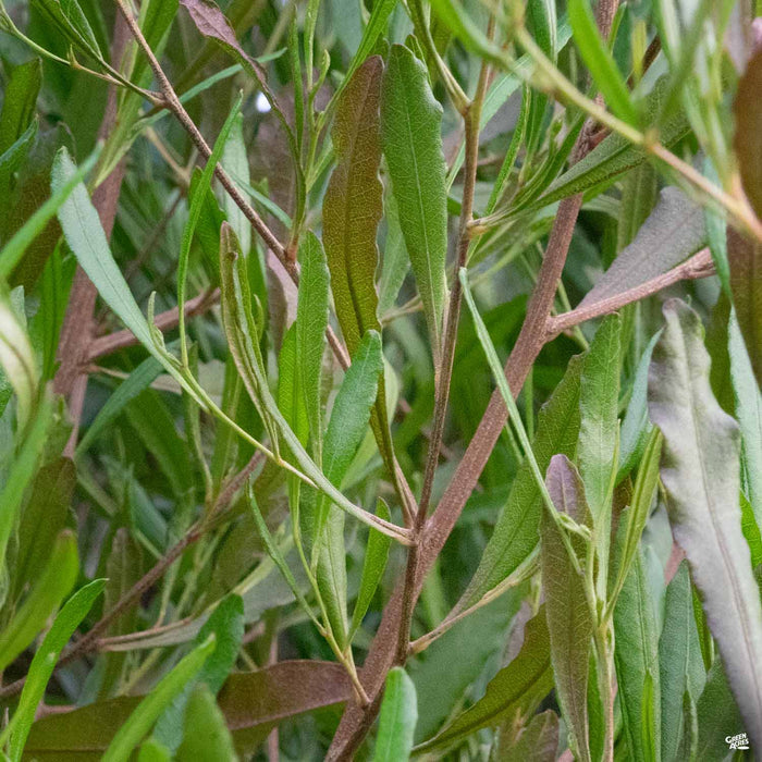 Purple Hopseed Bush