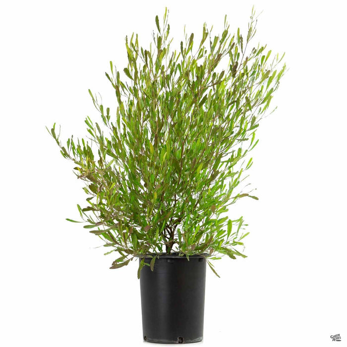 Purple Hopseed Bush 5 gallon